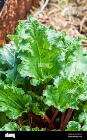 Attēlu rezultāti vaicājumam “Rheum rhabarbarum leaf”