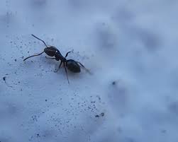 Attēlu rezultāti vaicājumam “Dianema nivale sessile”