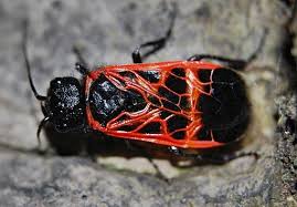 Attēlu rezultāti vaicājumam “Caenolyda reticulata”