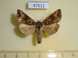 Attēlu rezultāti vaicājumam “Autographa excelsa”