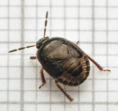 Attēlu rezultāti vaicājumam “Cydnidae”