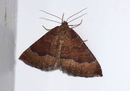 Attēlu rezultāti vaicājumam “Larentia clavaria”