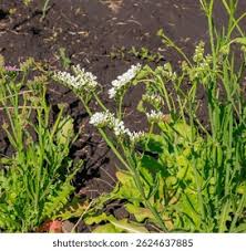 Attēlu rezultāti vaicājumam “Torilis japonica”