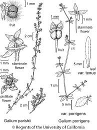 Attēlu rezultāti vaicājumam “Galium schultesii leaf”