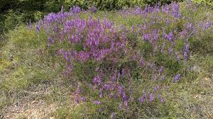 Attēlu rezultāti vaicājumam “Vicia tenuifolia flower”