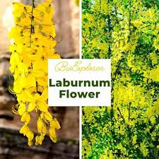 Attēlu rezultāti vaicājumam “Laburnum alpinum flower”