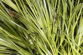 Attēlu rezultāti vaicājumam “Acoraceae”