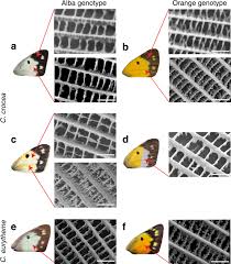 Attēlu rezultāti vaicājumam “Colias croceus underside”