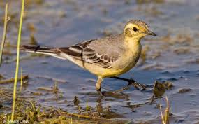 Attēlu rezultāti vaicājumam “Motacilla citreola male”