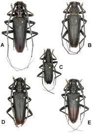Attēlu rezultāti vaicājumam “Cerambycidae”