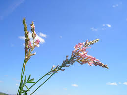 Attēlu rezultāti vaicājumam “Onobrychis arenaria”