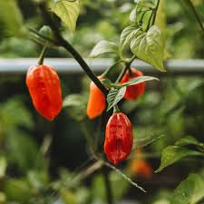 Afbeeldingsresultaat voor aji dulce sweet pepper