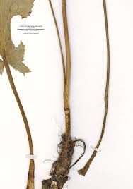 Attēlu rezultāti vaicājumam “Eryngium planum fruit”