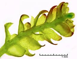 Attēlu rezultāti vaicājumam “Gymnocolea inflata”