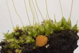 Attēlu rezultāti vaicājumam “Arrhenia spatulata”