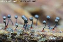 Attēlu rezultāti vaicājumam “Cribraria intricata spores”