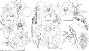 Attēlu rezultāti vaicājumam “Bryonia alba flower”