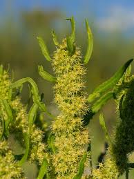 Attēlu rezultāti vaicājumam “Rumex maritimus leaf”