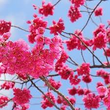 Image result for 緋寒桜