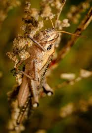 Attēlu rezultāti vaicājumam “Stethophyma grossum”