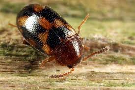 Attēlu rezultāti vaicājumam “Tetratoma ancora”