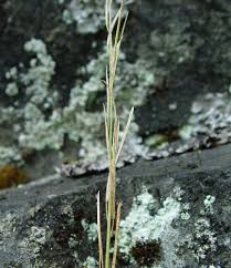 Attēlu rezultāti vaicājumam “Arabis hirsuta fruit”