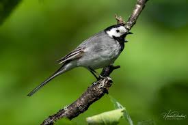 Image result for Motacilla alba