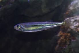 Image result for Osmerus eperlanus