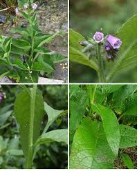 Attēlu rezultāti vaicājumam “Symphytum officinale leaf”