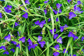 Attēlu rezultāti vaicājumam “Tradescantia virginiana flower”