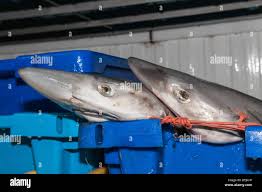 Image result for Galeorhinus galeus