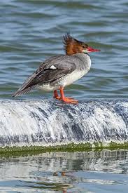 Attēlu rezultāti vaicājumam “Mergus merganser female”