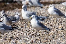 Image result for Rissa tridactyla