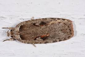 Attēlu rezultāti vaicājumam “Agonopterix ocellana”