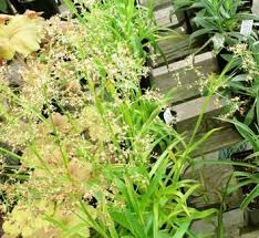 Attēlu rezultāti vaicājumam “Luzula pilosa bud”