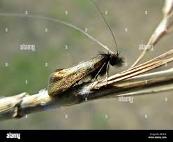 Attēlu rezultāti vaicājumam “Adela cuprella”