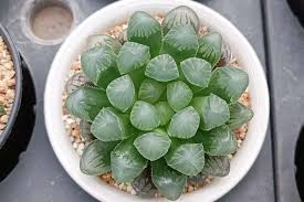 Image result for Haworthia