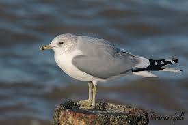 Attēlu rezultāti vaicājumam “Larus canus”