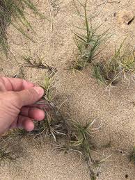 Attēlu rezultāti vaicājumam “Schistidium robustum sporophyte”