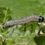 Attēlu rezultāti vaicājumam “Epinotia sordidana”