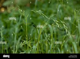 Attēlu rezultāti vaicājumam “Festuca altissima flower”