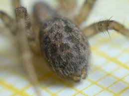 Attēlu rezultāti vaicājumam “Tegenaria sp.”