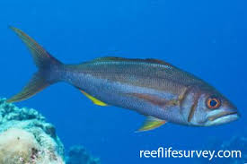 Image result for Aprion virescens