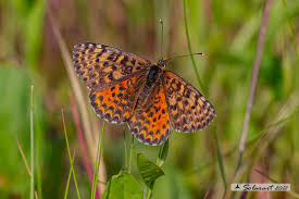 Attēlu rezultāti vaicājumam “Melitaea didyma male”