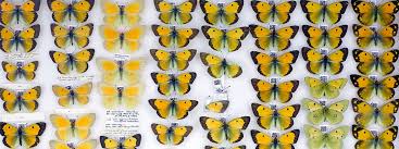 Attēlu rezultāti vaicājumam “Lepidoptera”