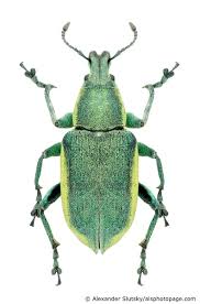Attēlu rezultāti vaicājumam “Chlorophanus viridis”