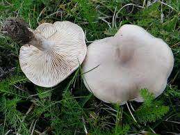 Attēlu rezultāti vaicājumam “Lepista sp.”