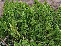 Attēlu rezultāti vaicājumam “Ptilium crista-castrensis”