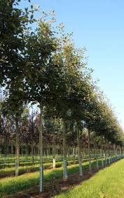 Attēlu rezultāti vaicājumam “Sorbus intermedia”