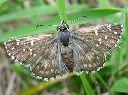 Attēlu rezultāti vaicājumam “Pyrgus alveus”